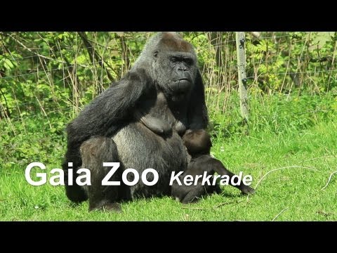 Gaia Zoo // Kerkrade // Nederlande, an der Grenze zur BRD http://www.gaiazoo.nl/ - UCNWVhopT5VjgRdDspxW2IYQ