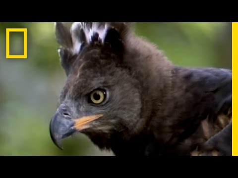 Eagle vs. Water Chevrotain - UCpVm7bg6pXKo1Pr6k5kxG9A