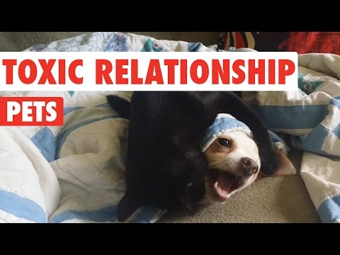 Toxic Relationship Pets Video Compilation 2016 - UCPIvT-zcQl2H0vabdXJGcpg