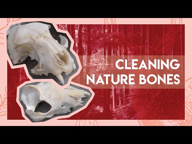 How to Preserve Animal Bones for Display