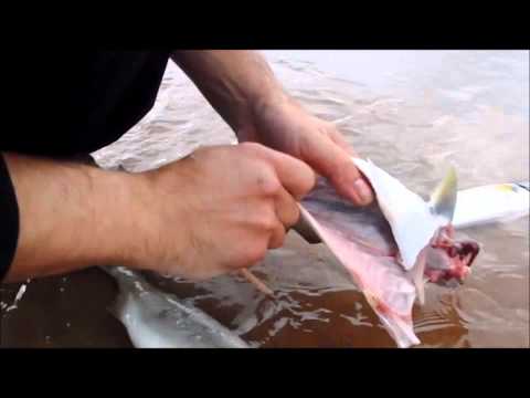 Australian Salmon Fishing Inverloch - UCpvg0uZH-oxmCagOWJo9p9g