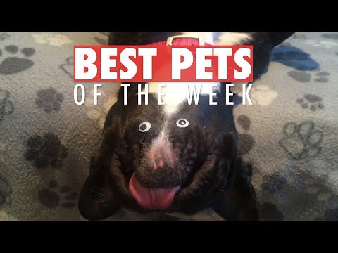 Best Pets of the Week | February 2018 Week 3 - UCPIvT-zcQl2H0vabdXJGcpg