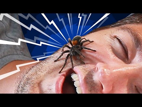 Do You Really Swallow Spiders When You Sleep? - UCBUVGPsJzc1U8SECMgBaMFw