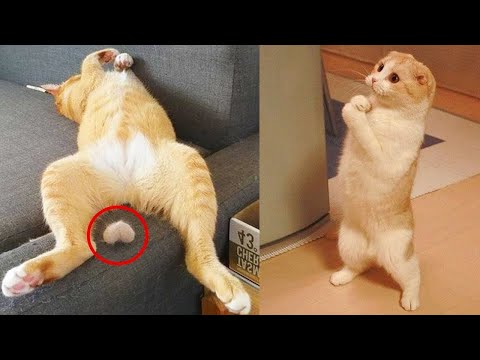 Funniest Animals - Best Of The 2021 Funny Animal Videos #85 - UC24KUWwW8-rJu3GZKLPYvcw