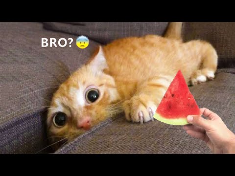 Funniest Animals - Best Of The 2021 Funny Animal Videos #93 - UC24KUWwW8-rJu3GZKLPYvcw