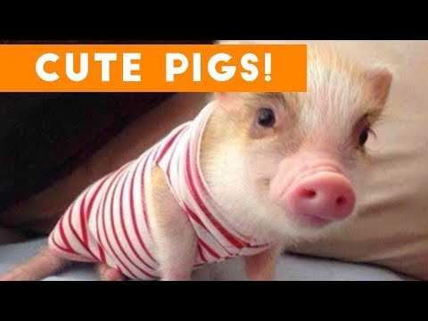 Cutest Pigs and Piglets of 2017 Weekly Compilation | Funny Pet Videos - UCYK1TyKyMxyDQU8c6zF8ltg