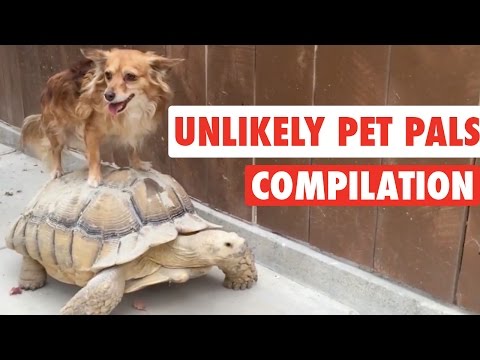 Unlikely Pet Pals || Funny Pet Compilation - UCPIvT-zcQl2H0vabdXJGcpg