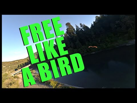 Free Like A Bird - UCD6PrPYRMK2tnEVMpUromcQ
