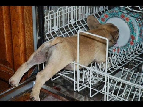 TRY NOT TO LAUGH-Funny Animals Fails Compilation 2016 (Part 14) - UCwkmoksfgXW6dB9DjNXpq9g