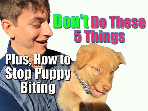 How to Stop Puppy Biting and Don’t Do These 5 Things When Training Your Puppy - UC5vFx0GahDIWLMFm5j2_JZA