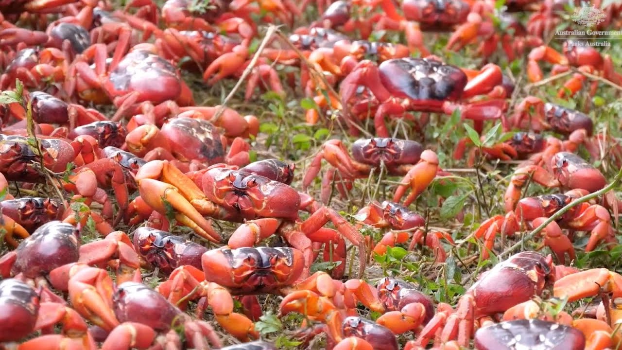 Red crabs make their annual migration on Australia’s Christmas Island