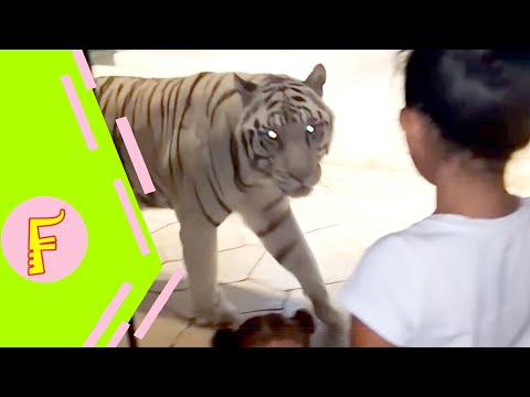 Funny Kids and Animals at the Zoo - Funny Kids Fails Vines - UCPMwKz6-urUB2AZ2N1F4ywg