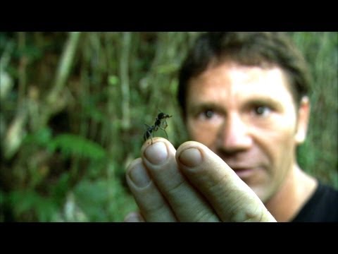 World's Biggest Ant! | Bullet Ant | Deadly 60 | BBC Earth - UCwmZiChSryoWQCZMIQezgTg