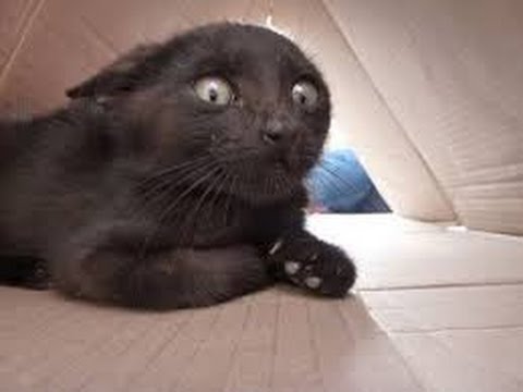 Funny cats scared of random things - Funny cats compilation - UC9obdDRxQkmn_4YpcBMTYLw