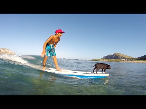 GoPro: Baby Pig Goes Surfing in Hawaii - UCqhnX4jA0A5paNd1v-zEysw