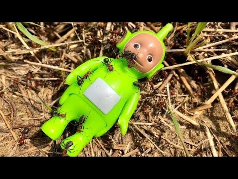 RED FIRE ANTS Hill Teletubbies Toys Bug EXPLORING!