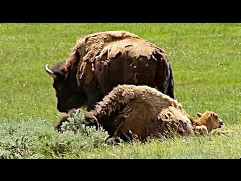 Yellowstone National Park's Wildlife:  Bison  (Buffalo) - UC0sYKQ8MjYjLYeaHDItPong