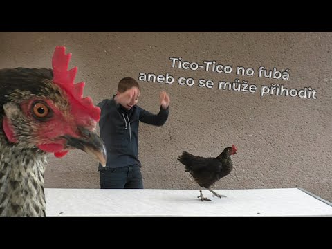 Tico-Tico no fubá aneb co se může přihodit
