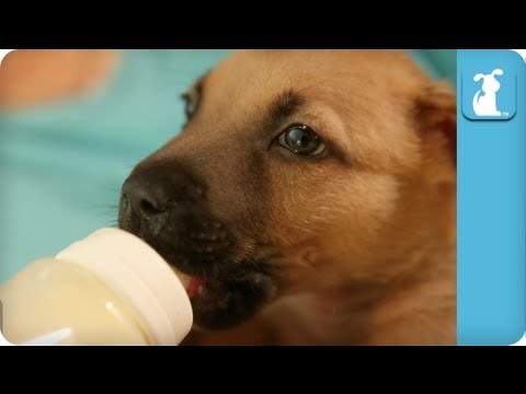 Bottle Feeding A Precious Little Puppy - Puppy Love - UCPIvT-zcQl2H0vabdXJGcpg