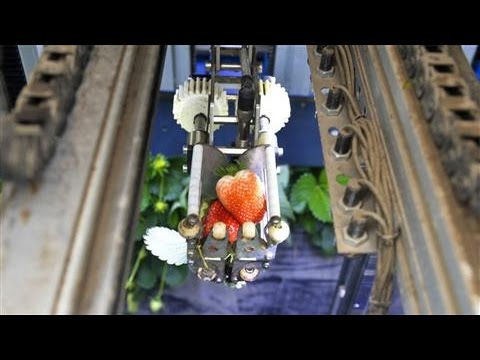 Agrobot Automates the Work of Berry Harvesting - UCK7tptUDHh-RYDsdxO1-5QQ