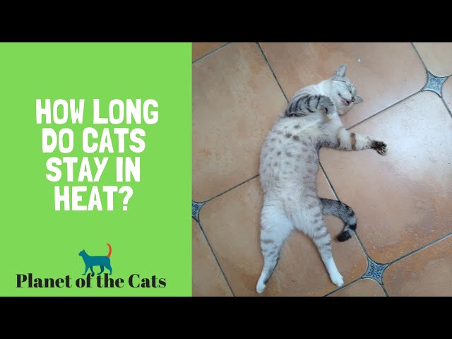 How Long Does A Cat s Heat Cycle Last Peloton specialized