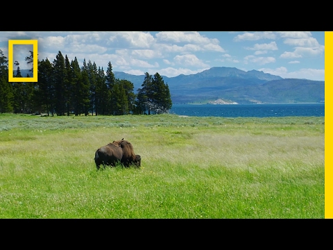 Spend a Relaxing Hour in Yellowstone’s Beautiful Landscapes | National Geographic - UCpVm7bg6pXKo1Pr6k5kxG9A