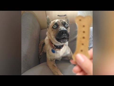 DOGS, super FUNNY, you will LAUGH! - Funny DOG VIDEOS compilation - UCKy3MG7_If9KlVuvw3rPMfw