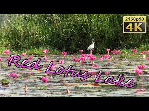 Udon Thani, Country Life and Red Lotus Lake - Thailand 4K Travel Channel - UCqv3b5EIRz-ZqBzUeEH7BKQ