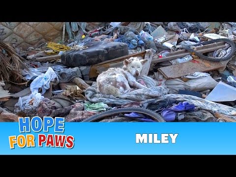 Hope For Paws: A homeless dog living in a trash pile gets rescued, and then does something amazing! - UCdu8QrpJd6rdHU9fHl8J01A