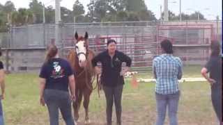 UCF Medicine and Horsemanship Course