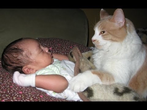 Adorable Cats Protecting and Loving Babies -  Cat Loves Baby Videos Compilation - UCVQU_XpURRlrDbvnQJIwLag