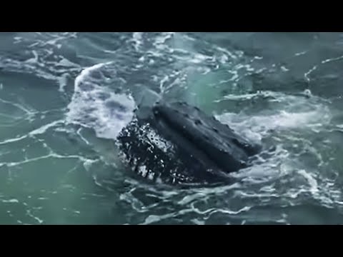 Humpback whales feeding on krill - Deep into the Wild - BBC - UCwmZiChSryoWQCZMIQezgTg