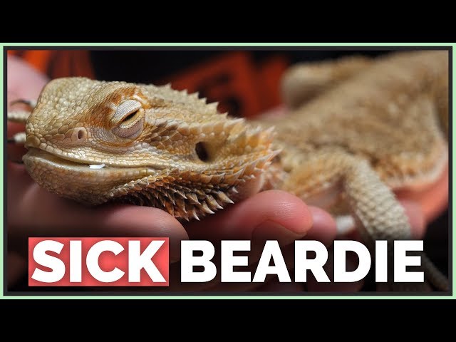 Why Won’t My Bearded Dragon Move?