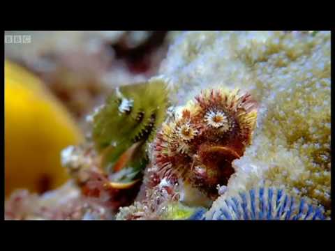 Coral reef wonderland - Wild Indonesia - BBC - UCwmZiChSryoWQCZMIQezgTg