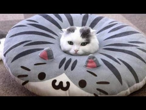 Very FUNNY CATS - Super HARD TRY NOT TO LAUGH challenge - UC9obdDRxQkmn_4YpcBMTYLw