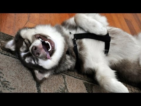 Looking for a good laugh? Watch funny dogs! - Funny dog compilation - UC9obdDRxQkmn_4YpcBMTYLw