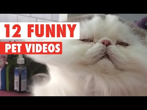 12 Funny Pet Videos Compilation 2016 - UCPIvT-zcQl2H0vabdXJGcpg