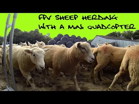 FPV Sheep Herding with a Mini Quadcopter - UCyXRx97N6Ku18jypH65RJOg