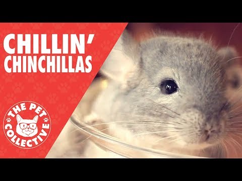 Chillin' Chinchillas Compilation - UCPIvT-zcQl2H0vabdXJGcpg