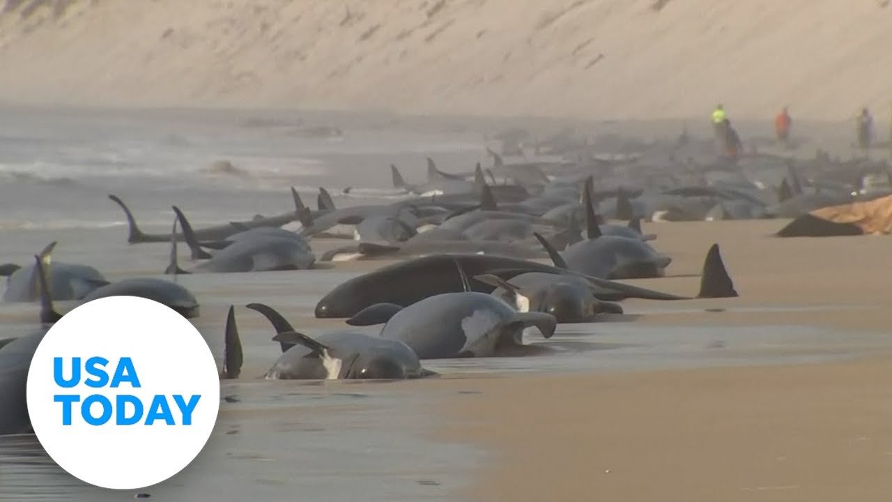 Rescue operation in Tasmania to save stranded whales | USA TODAY