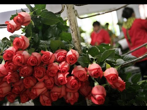 Cultivo de Rosas para Exportación - TvAgro por Juan Gonzalo Angel - UCzW1r6IO7r8C2RPLZrD5lwA