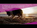 Image of the cover of the video;Máster de Formación Permanente en Intervención Asistida con Animales