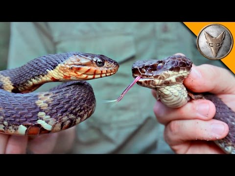Cottonmouth vs Water Snake! - UC6E2mP01ZLH_kbAyeazCNdg