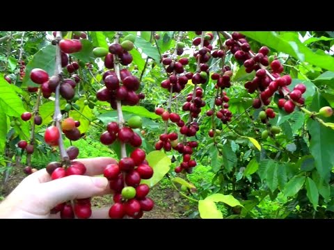 Make a Cup of Coffee Starting From Scratch | Coffea arabica | Video - UC_qb2sGeMaNqYE3uhi9KObQ