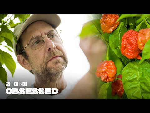 How This Guy Made the World's Hottest Peppers | Obsessed | WIRED - UCftwRNsjfRo08xYE31tkiyw