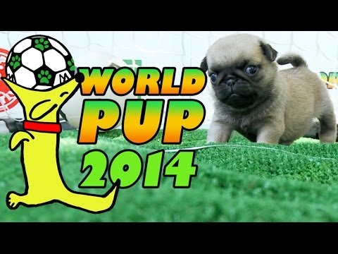 World Pup - Pug Puppies vs. Bichon Frise - UCPIvT-zcQl2H0vabdXJGcpg
