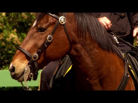 Can a Horse Really Be Brave? - Extraordinary Animals - Series 2 - Earth - UCwmZiChSryoWQCZMIQezgTg