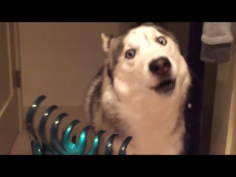 30 Incredible Huskies | Funny Dog Video Compilation 2017 - UCPIvT-zcQl2H0vabdXJGcpg