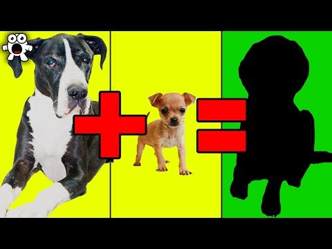 Top 20 Unbelievable Cute Cross Breed Dogs You'd Want To Own - UCkQO3QsgTpNTsOw6ujimT5Q