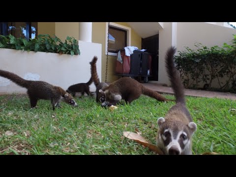 Crazy Coatis in Costa Rica! - UCTs-d2DgyuJVRICivxe2Ktg